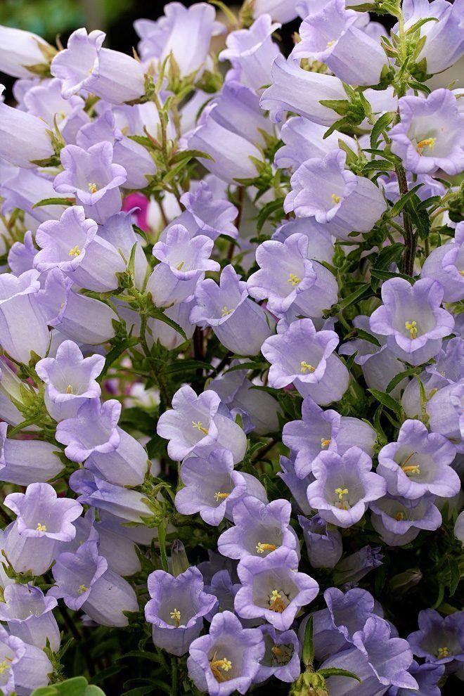 Whispering Meadow Dreams Bouquet